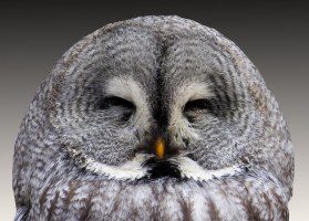 animal-owl-eagle-owl-wisdom-plumage-bird-no-attribution-needed